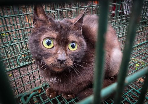 Bezšķirnes - attēls