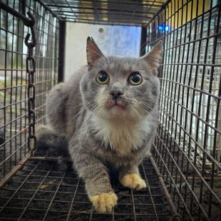 Bezšķirnes - attēls