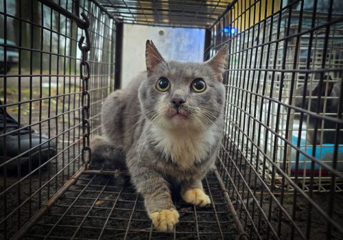 Bezšķirnes - attēls