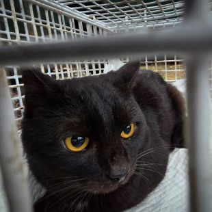 Bezšķirnes - attēls