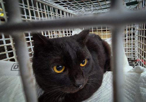 Bezšķirnes - attēls