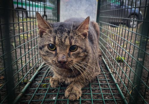 Bezšķirnes - attēls