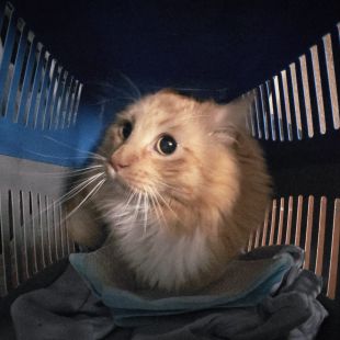 Bezšķirnes - attēls