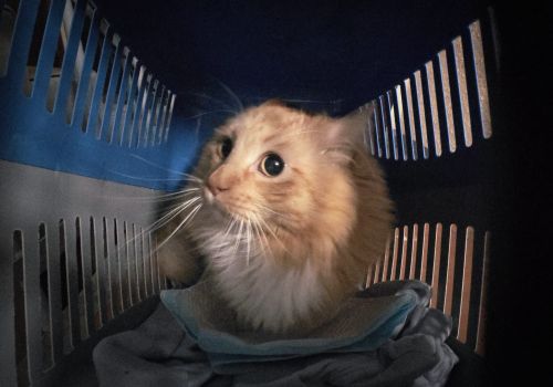 Bezšķirnes - attēls