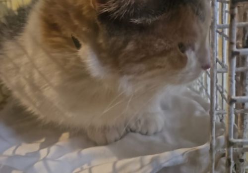 Bezšķirnes - attēls