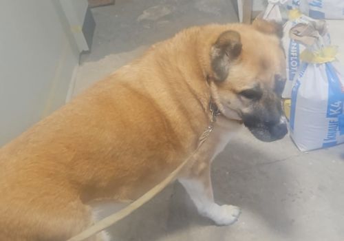 Bezšķirnes - attēls