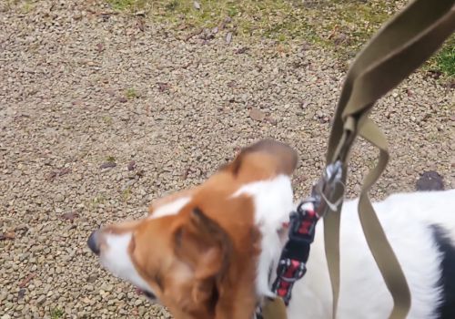 Bezšķirnes - attēls