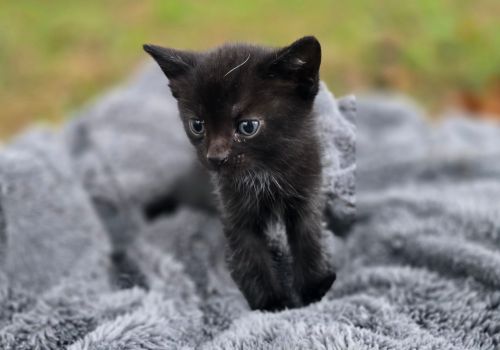 Bezšķirnes - attēls