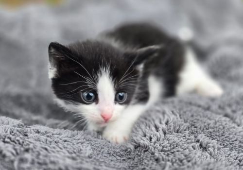 Bezšķirnes - attēls