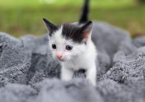 Bezšķirnes - attēls