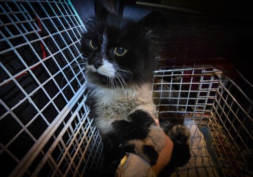 Bezšķirnes - attēls