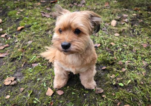 Bezšķirnes - attēls