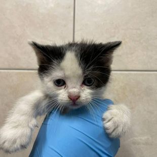 Bezšķirnes - attēls