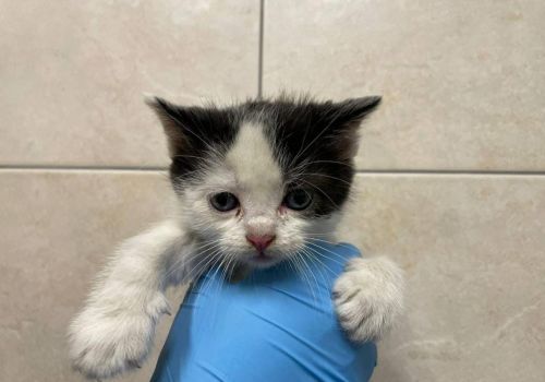 Bezšķirnes - attēls