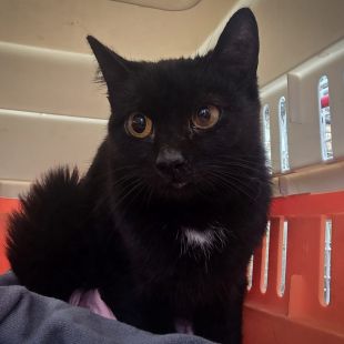 Bezšķirnes - attēls