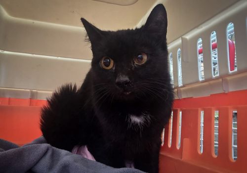 Bezšķirnes - attēls