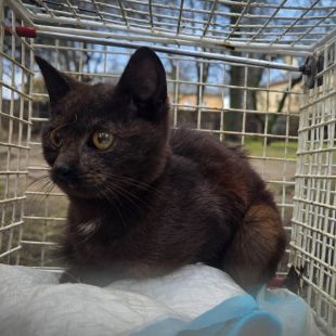 Bezšķirnes - attēls