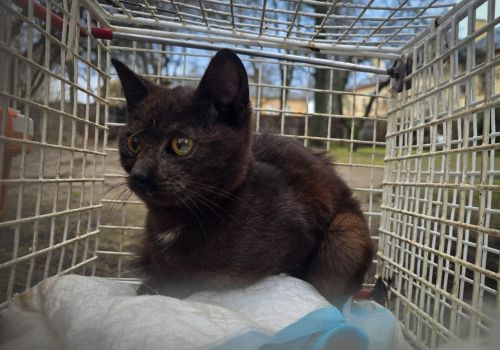 Bezšķirnes - attēls