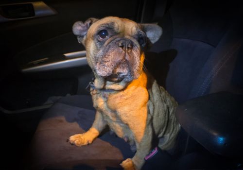 Bezšķirnes - attēls