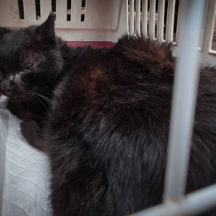 Bezšķirnes - attēls