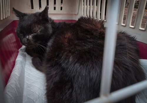 Bezšķirnes - attēls