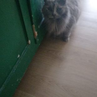 Bezšķirnes - attēls