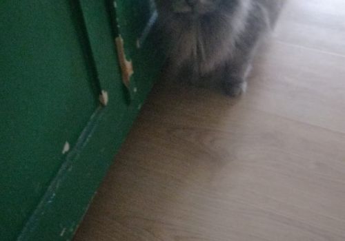 Bezšķirnes - attēls