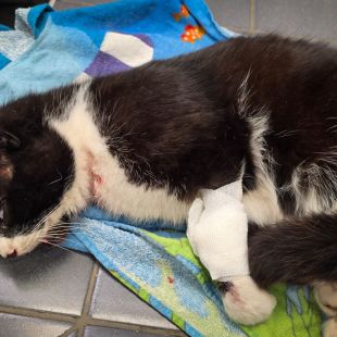 Bezšķirnes - attēls