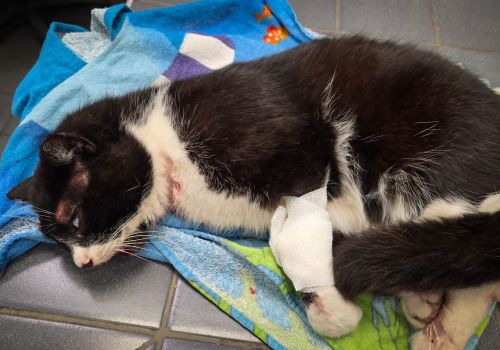 Bezšķirnes - attēls