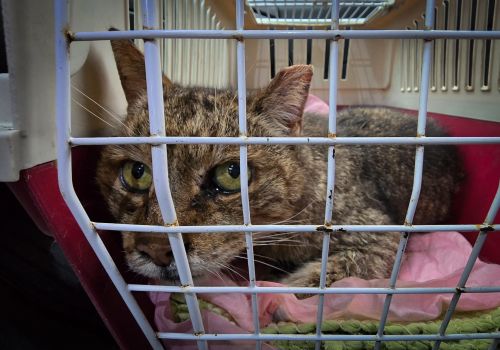 Bezšķirnes - attēls