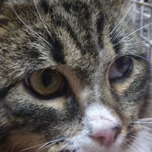 Bezšķirnes - attēls