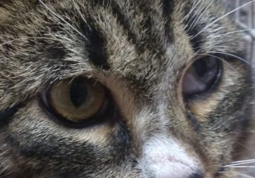 Bezšķirnes - attēls