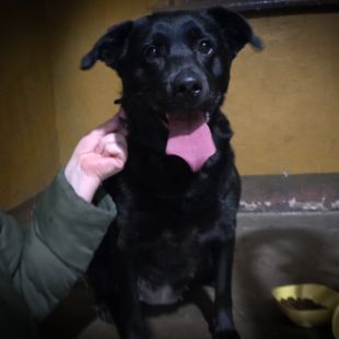 Bezšķirnes - attēls