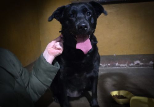 Bezšķirnes - attēls