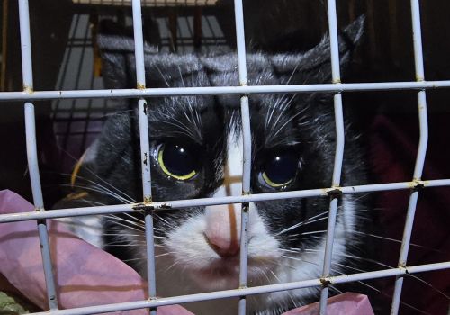 Bezšķirnes - attēls