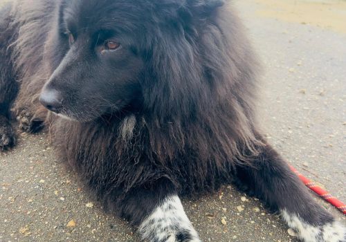 Bezšķirnes - attēls