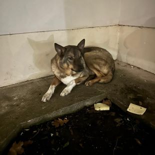 Bezšķirnes - attēls