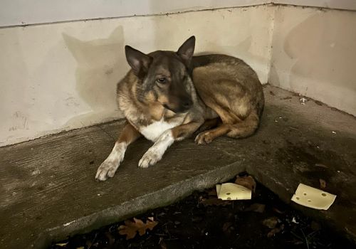 Bezšķirnes - attēls