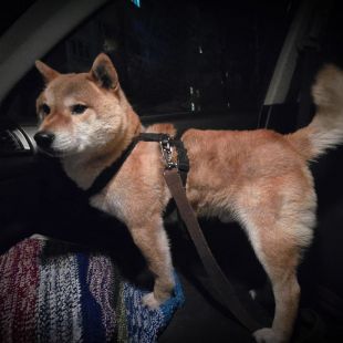 Shiba inu - attēls