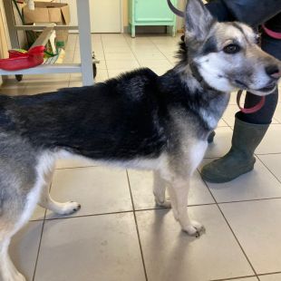 Bezšķirnes - attēls