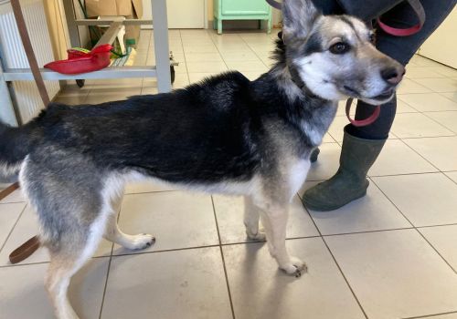 Bezšķirnes - attēls