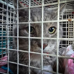 Bezšķirnes - attēls