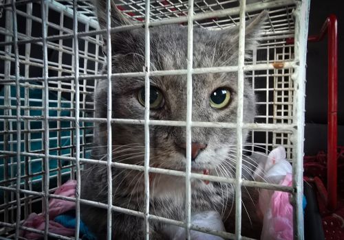 Bezšķirnes - attēls