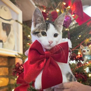 Bezšķirnes - attēls