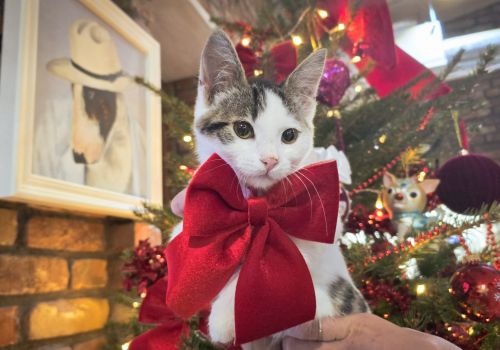 Bezšķirnes - attēls