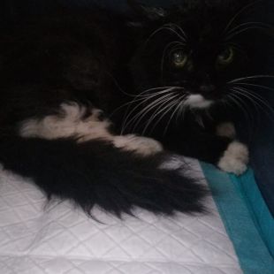 Bezšķirnes - attēls