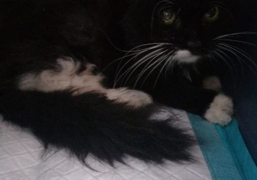 Bezšķirnes - attēls