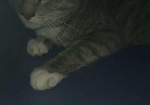 Bezšķirnes - attēls