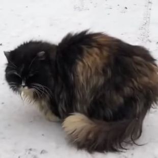 Bezšķirnes - attēls