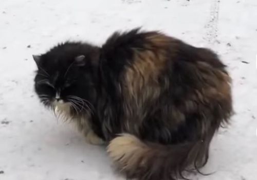 Bezšķirnes - attēls